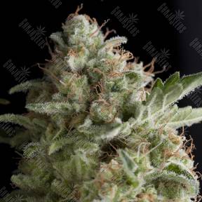 American Pie feminised Pyramid Seeds