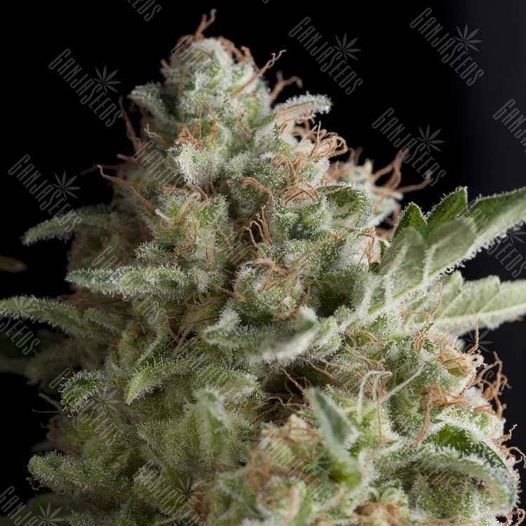 семена конопли элитных сортов American Pie feminised Pyramid Seeds семена конопли элитных сортов American Pie feminised Pyramid Seeds