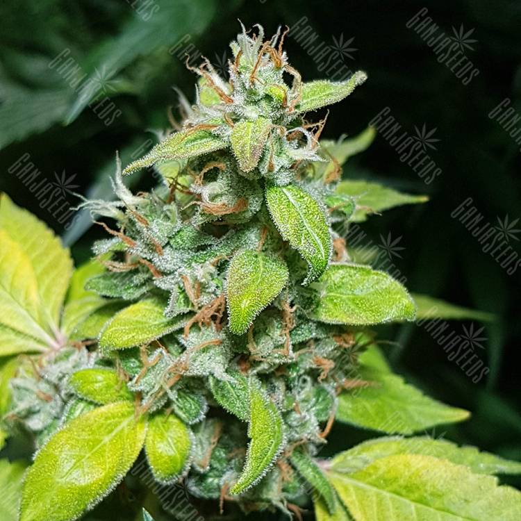 семена конопли в России Green Gelato feminised Royal Queen