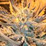 Rolling Frau feminised Ganja Seeds выгодные цены на семена конопли Rolling Frau feminised Ganja Seeds выгодные цены на семена конопли