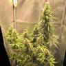 Семена конопли Auto Lemon Kix feminised Ganja Seeds