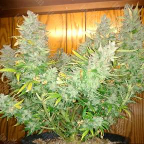 Auto Northern Lights regular Ganja Seeds