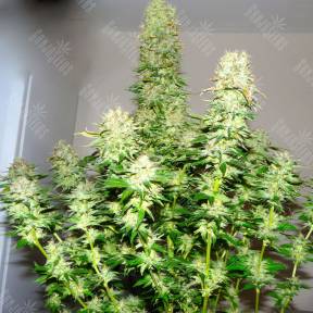 Big Bang feminised Ganja Seeds