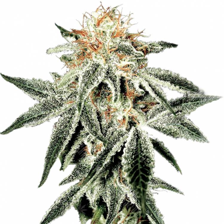 семена конопли гидропоники White Widow feminised Green House Seeds