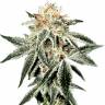 семена конопли гидропоники White Widow feminised Green House Seeds