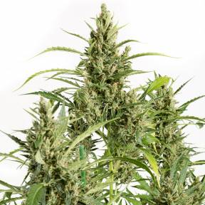 Amnesia feminised Breeders Community Seeds