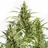 Amnesia feminised Breeders Community Seeds Amnesia feminised Breeders Community Seeds