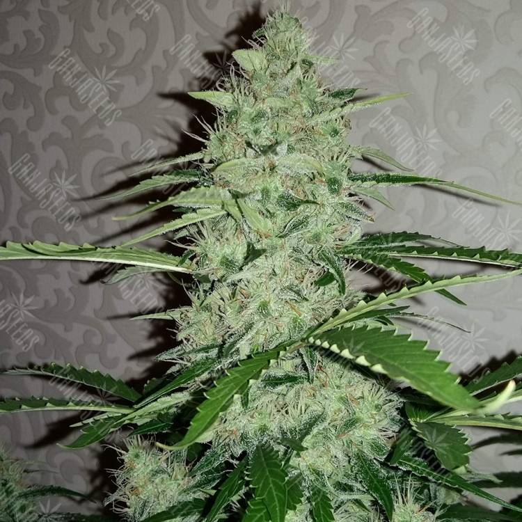 семена конопли аутдор Auto Nefertiti regular семена конопли аутдор Auto Nefertiti regular