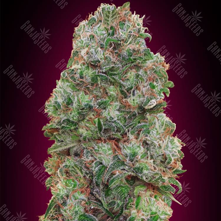 семена конопли для посадки купить Bubble Gum feminised 00 Seeds