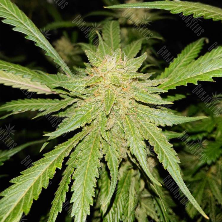 семена конопли аутдор Triple Cheese feminised Barneys Farm