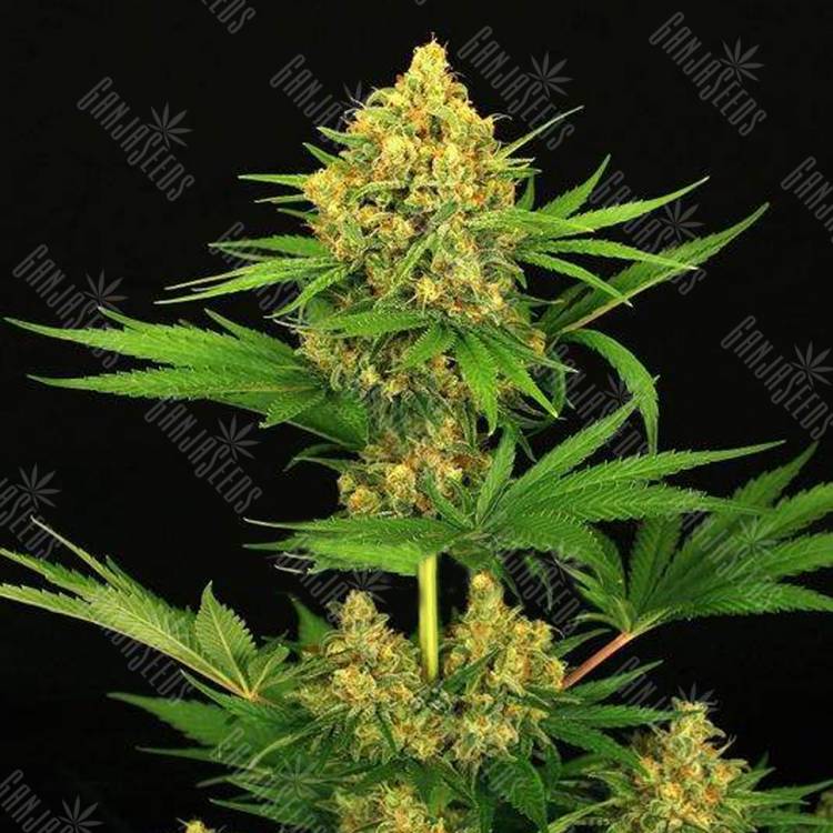 семена конопли для выращивания Tangerine Kush feminised Exotic Seed семена конопли для выращивания Tangerine Kush feminised Exotic Seed