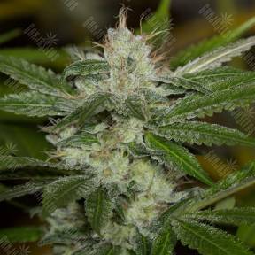 Chemdawg feminised Humboldt Seeds