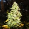 семена конопли Россия White Widow feminised Medical Seeds