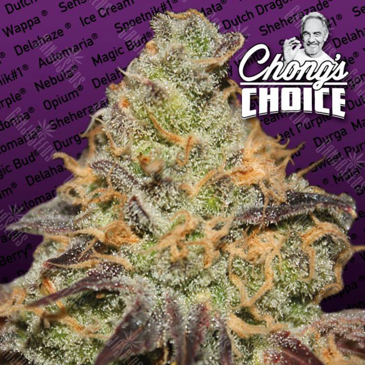 семена конопли в оригинальных упаковках Blue Kush Berry feminised Paradise Seeds