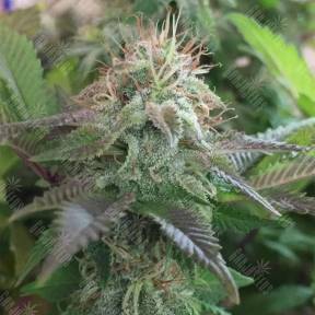 Blue Pyramid feminised Pyramid Seeds