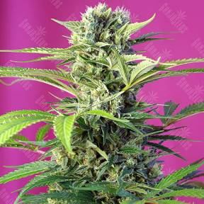 Chem Beyond Diesel C.B.D. feminised Sweet Seeds