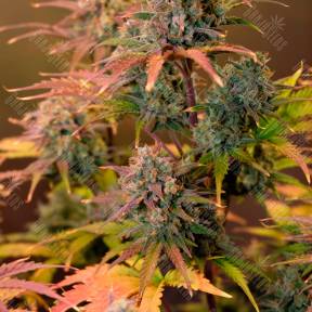 Auto Night Queen feminised Ganja Seeds