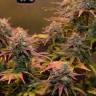 элитные сорта конопли Auto Night Queen feminised элитные сорта конопли Auto Night Queen feminised