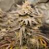 хорошие семена конопли Auto Night Queen feminised хорошие семена конопли Auto Night Queen feminised
