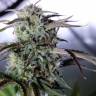 Auto Night Queen feminised Ganja Seeds Auto Night Queen feminised Ganja Seeds