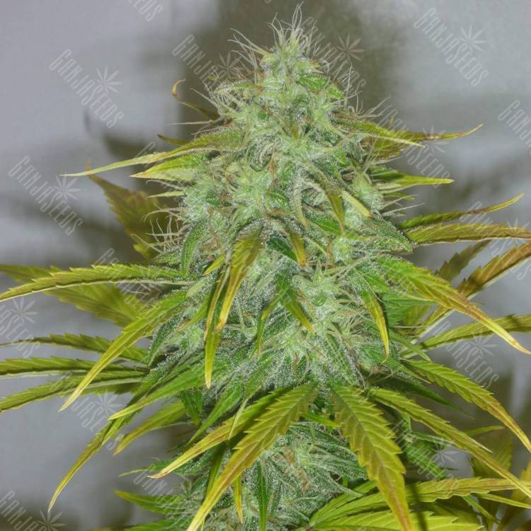Семена марихуаны Auto White Widow feminised GanjaLiveSeeds Семена марихуаны Auto White Widow feminised GanjaLiveSeeds
