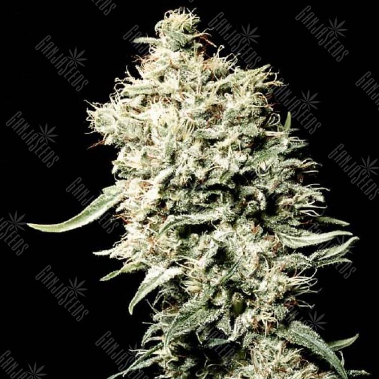 семена конопли интернет магазин White Rhino feminised Green House Seeds