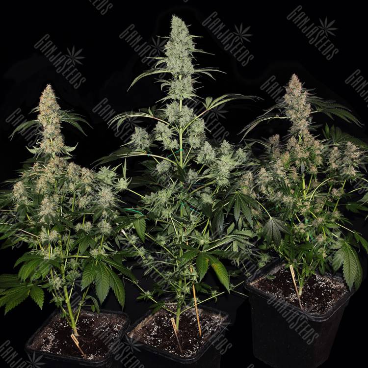 Bubba Island Kush feminised Dutch Passion Seeds Bubba Island Kush feminised Dutch Passion Seeds