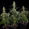 Bubba Island Kush feminised Dutch Passion Seeds Bubba Island Kush feminised Dutch Passion Seeds