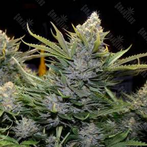Amnesia Grapefruit feminised Breeders Community Seeds