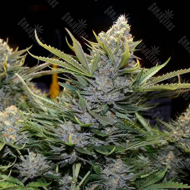 Amnesia Grapefruit feminised Breeders Community Seeds
