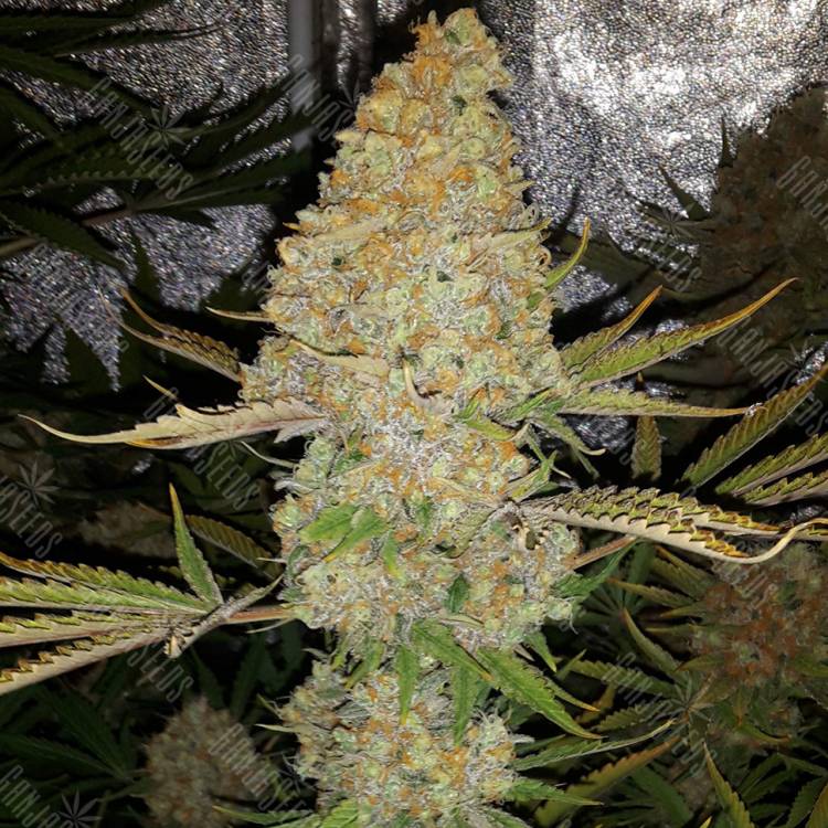 семена конопли элитных сортов Critical Kush regular Ganja Seeds семена конопли элитных сортов Critical Kush regular Ganja Seeds