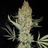 семена конопли в интернете Critical Kush regular Ganja Seeds семена конопли в интернете Critical Kush regular Ganja Seeds