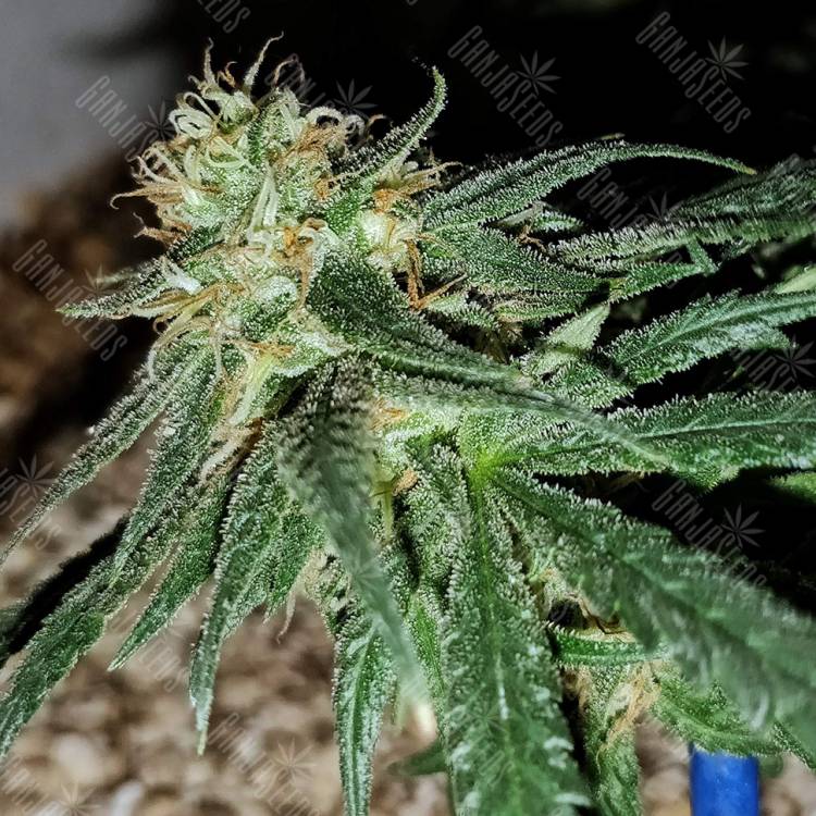 семена конопли дешево Utopia Haze feminised Barneys Farm