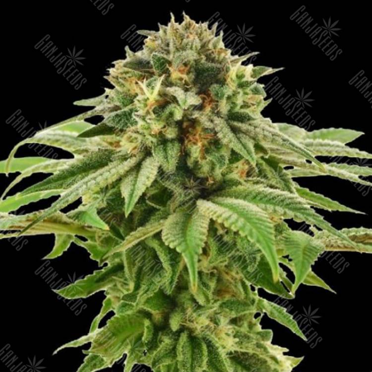 семена конопли Grape LA feminised DNA Genetics