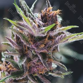 Black Cherry Punch feminised Pyramid Seeds