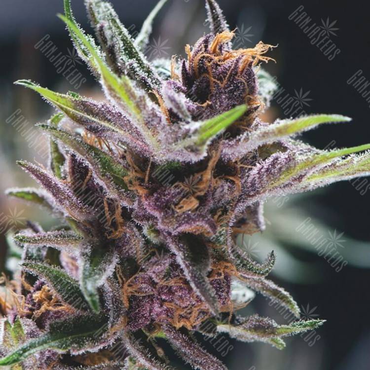 семена конопли f1 в оригинальной упаковке Black Cherry Punch feminised Pyramid Seeds семена конопли f1 в оригинальной упаковке Black Cherry Punch feminised Pyramid Seeds
