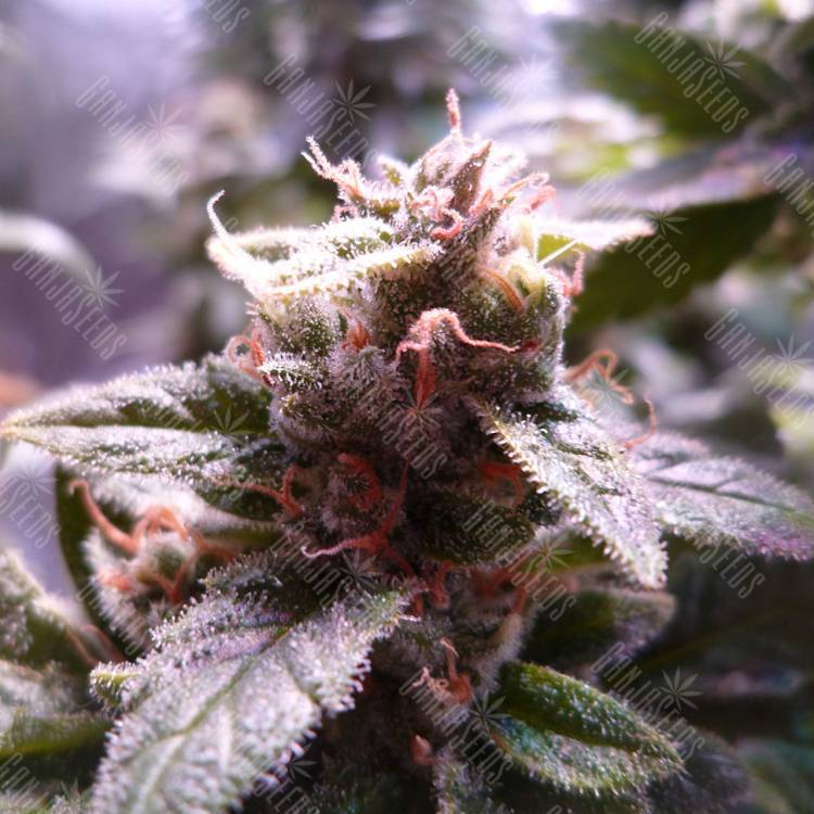 семена конопли для выращивания Hulkberry feminised Royal Queen семена конопли для выращивания Hulkberry feminised Royal Queen