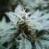 семена конопли марихуаны Hulkberry feminised Royal Queen семена конопли марихуаны Hulkberry feminised Royal Queen