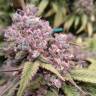 семена конопли f1 в оригинальной упаковке Cream 47 feminised Sweet Seeds