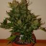 Качественные семена конопли Auto Pineapple Express feminised Ganja Seeds