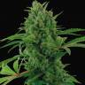 Семена марихуаны Auto Pineapple Express feminised Ganja Seeds