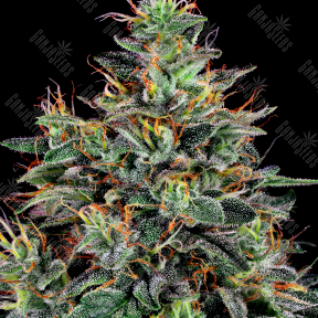 Master Kush feminised Ganja Seeds