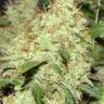 Качественные семена конопли Master Kush feminised Ganja Seeds
