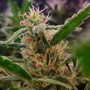Californian Orange feminised Dutch Passion Seeds