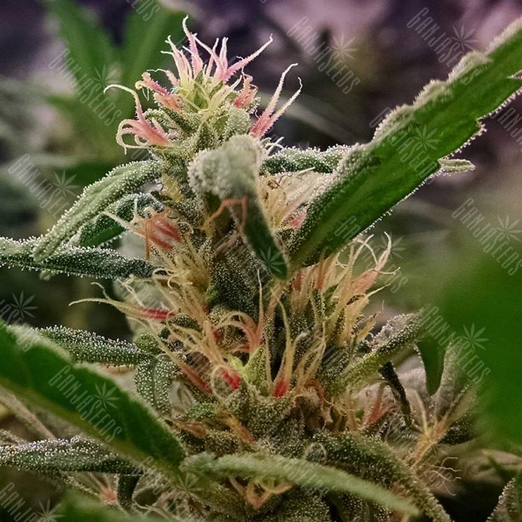 Californian Orange feminised Dutch Passion Seeds