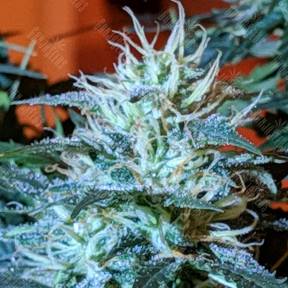 Amsterdam Flame regular Ganja Seeds