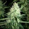 Amnesia Haze feminised Breeders Community Seeds