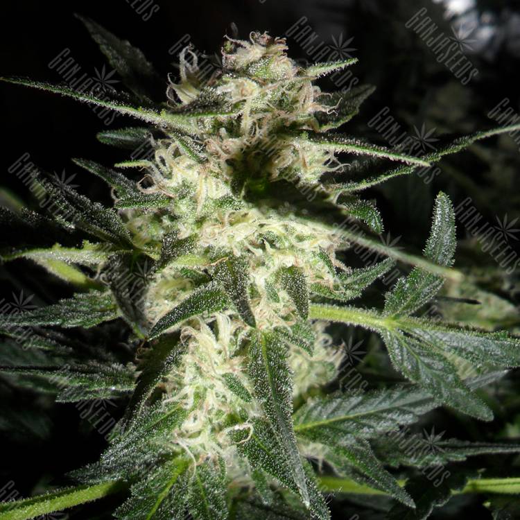 Amnesia Haze feminised Breeders Community Seeds