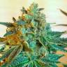 семена конопли гидропоники Cyclops regular Ganja Seeds семена конопли гидропоники Cyclops regular Ganja Seeds