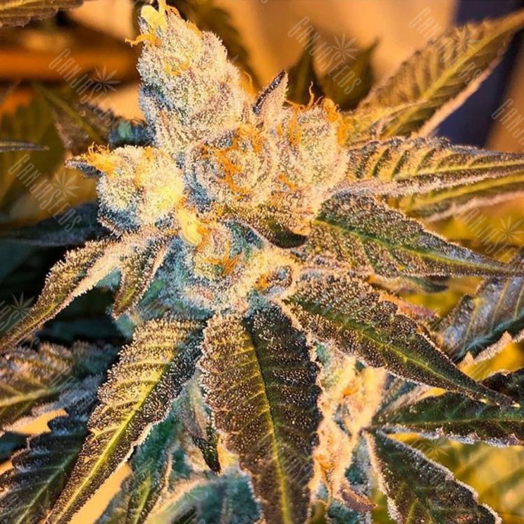 семена конопли с доставкой Cyclops regular Ganja Seeds семена конопли с доставкой Cyclops regular Ganja Seeds